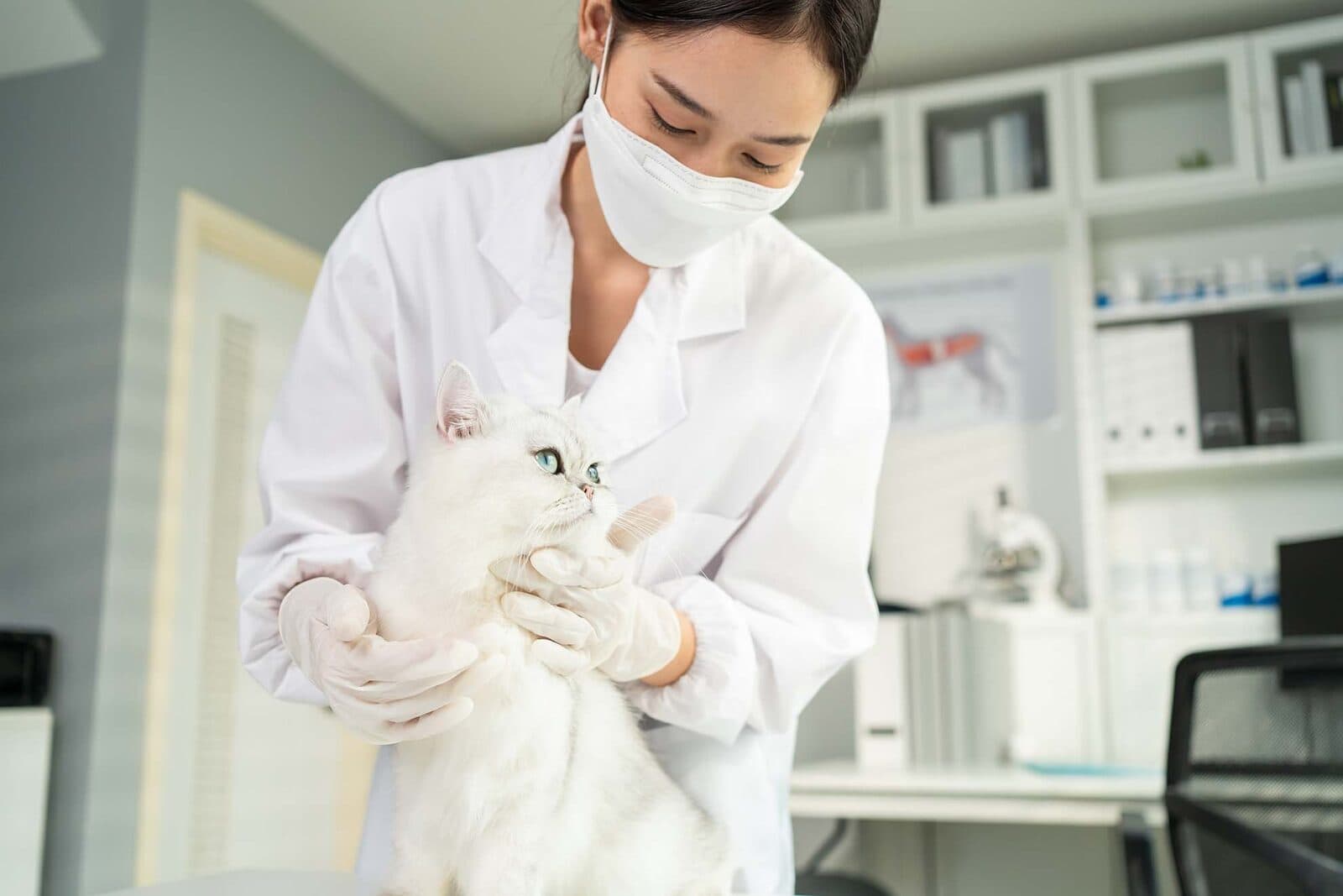 A veterinarian examining a cat during an appointment