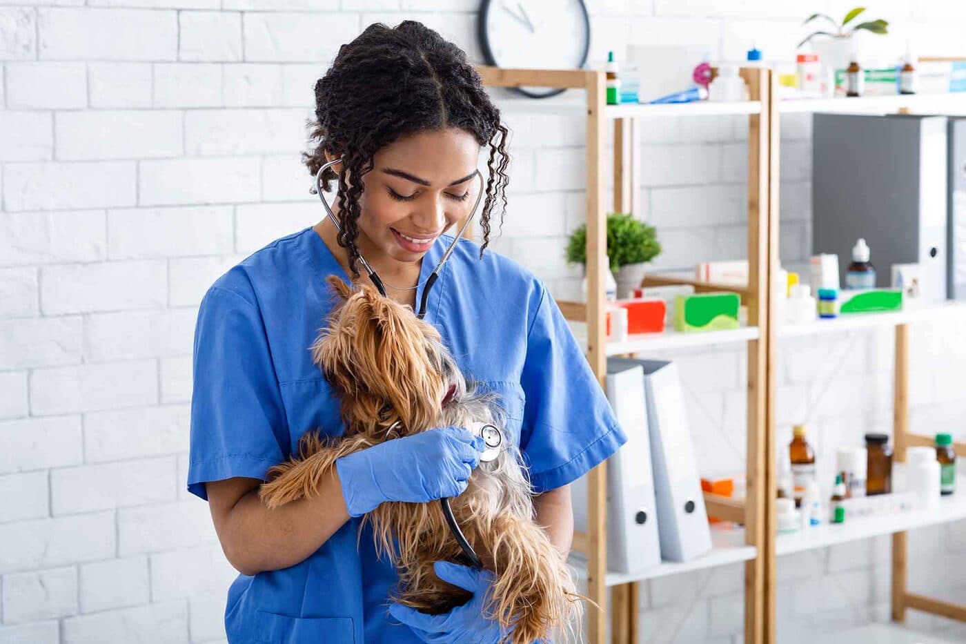 A veterinarian holding a small dog at a clinic