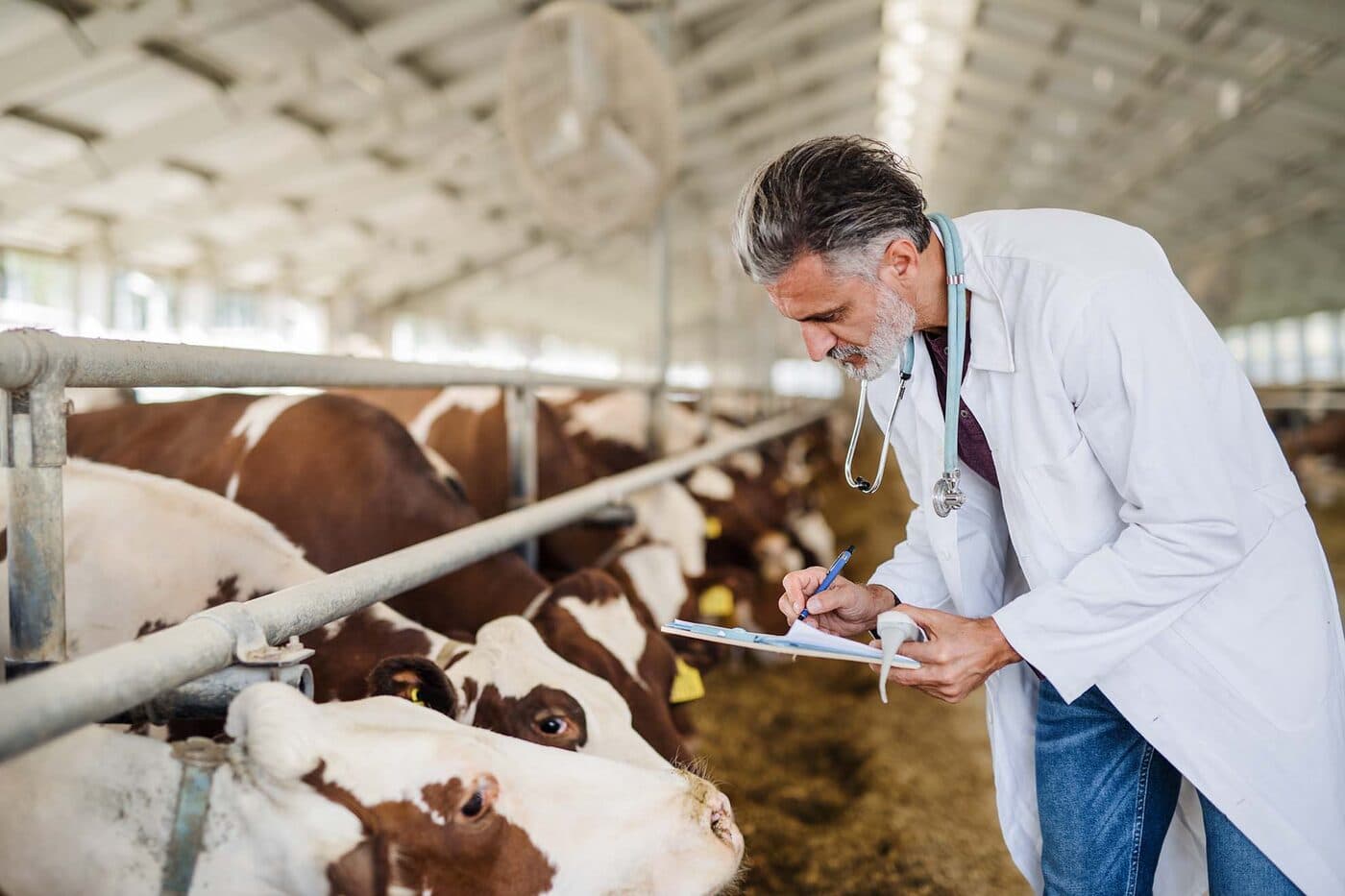 A veterinarian working with a large animal on a farm