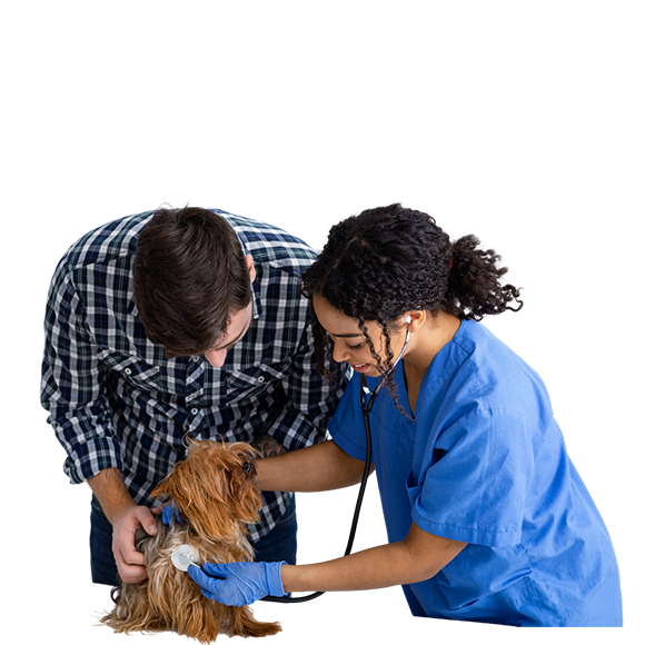 find a veterinarian to hire