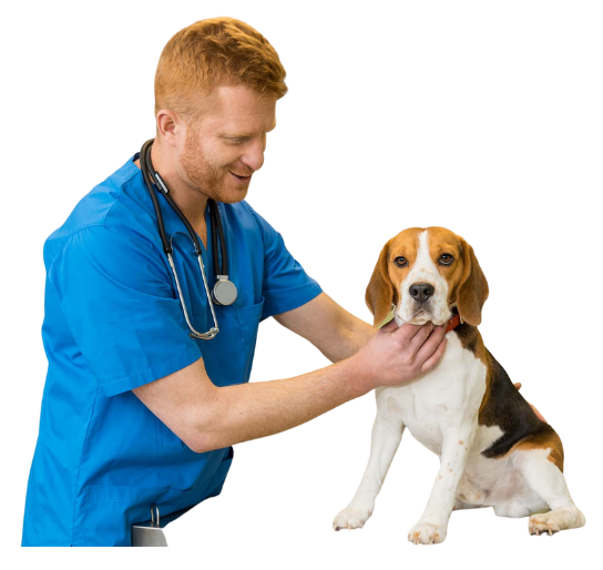 hiring a veterinarian